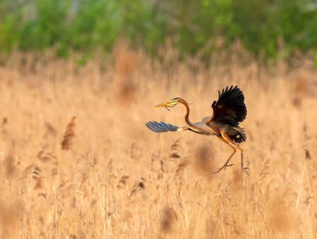 Purple Heron (Ardea purpurea) adult with nest material in flight over reedの写真素材