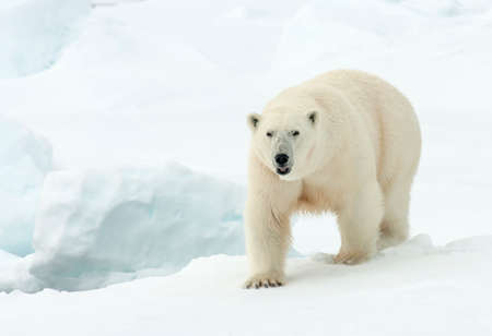 Polar bear (Ursus maritimus) adult walking in the snowの写真素材