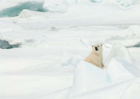 Young Polar bear (Ursus maritimus) watching the touristsの写真素材