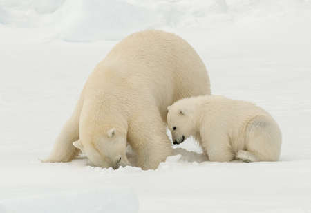 Polar bear (Ursus maritimus) adult with cub digging a hole for preyの写真素材