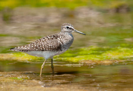 Wood Sandpiper (Tringa glareola) perched in a pool