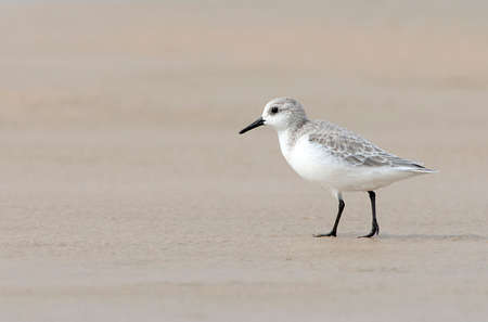 Sanderling (Calidris alba) in autumn on the beach of Tarifa
