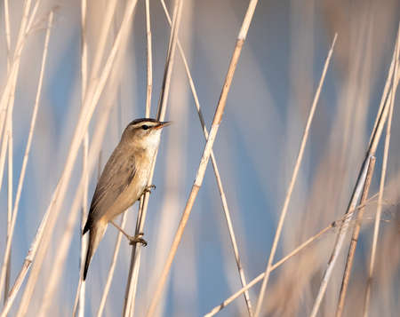 Sedge Warbler (Acrocephalus schoenobaenus) singing in the reed