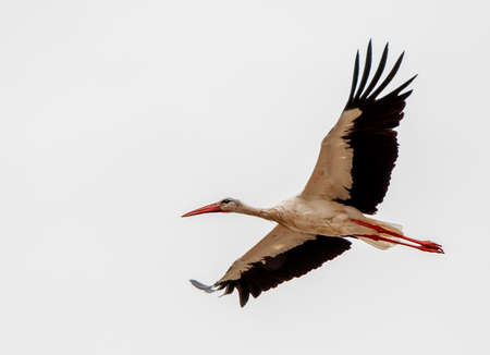 White Stork (Ciconia ciconia) adult in flight