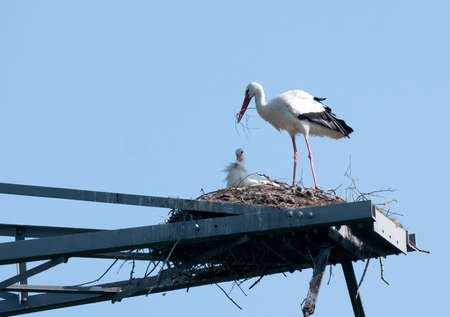 White Stork (Ciconia ciconia) nesting in Electricity pole with youngの写真素材