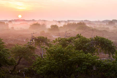 Landscape dunes of Berkheide at dawn in Katwijk, Netherlands. Nature image from Holland.の写真素材