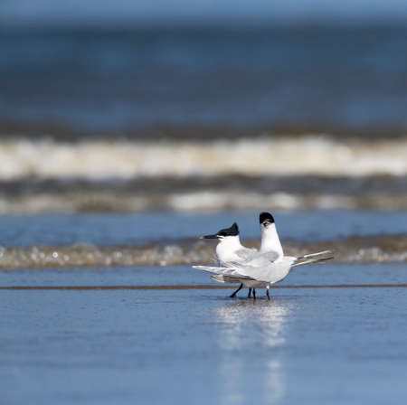 Sandwich Tern (Thalasseus sandvicensis) on the North Sea beach of Katwijk, Netherlands. Pair standing on the beach.の写真素材