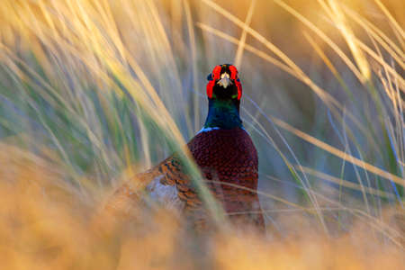 Male Common Pheasant (Phasianus colchicus) in the Netherlands. Standing between tall grass, staring into the camera.の写真素材