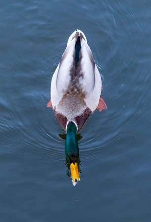 Male Mallard (Anas platyrhynchos) in Almere, Netherlands. Eating bread, seen from above.