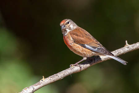Male Common Linnet (Linaria cannabina) in Spain during summer. Sitting on a small branch against dark background.の写真素材