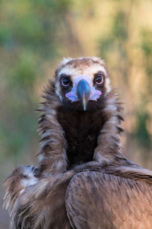 Cinereous vulture, Aegypius monachus, in Spain. Adult bird standing on the ground.の写真素材