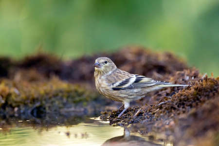 Citril Finch (Serinus citrinella) in Spanish pre-Pyrenees during summer.