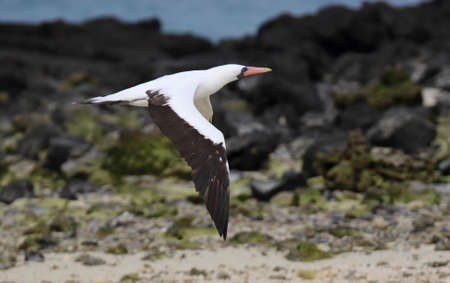Adult Nazca Booby (Sula granti) in the breeding colony on the Galapagos islands, Ecuador.の写真素材