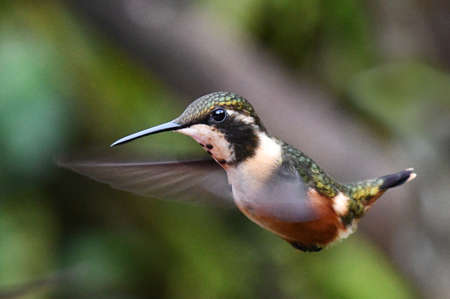 Purple-throated Woodstar (Calliphlox mitchellii) at Alambi Reserve on the west Andean slope of...