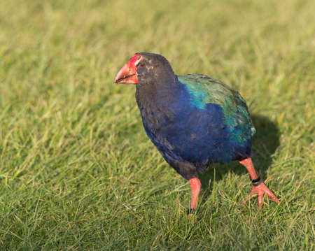 South Island Takahe (Porphyrio hochstetteri) an endangered flightless bird endemic to New Zealand. Relocated to Tawharanui Regional Park on North Island.の写真素材