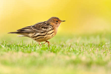 Adult Red-throated Pipit (Anthus cervinus) during spring migration in Eilat, Israelの写真素材