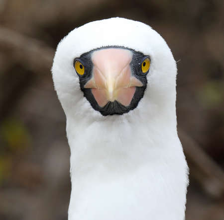 Adult Nazca Booby (Sula granti) in the breeding colony on the Galapagos islands, Ecuador.の写真素材