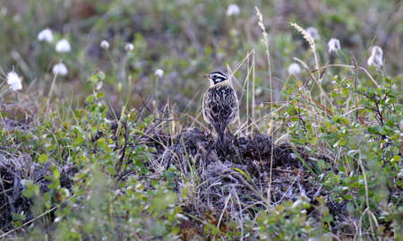 Adult Smith's Longspur (Calcarius pictus) during the breeding season in Alaska, United States.