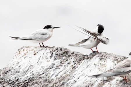 Roseate Tern (Sterna dougallii-left bird) with Common Tern (right) in late summer on Madeira, Portugalの写真素材