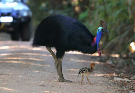 Male and chick Southern Cassowary (Casuarius casuarius) at Licuala Day Use Area at Tam O'Shanter in Queensland, Australia.の写真素材
