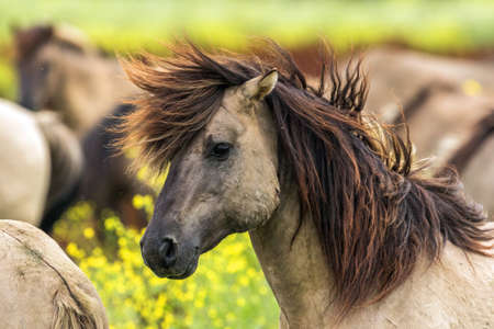 Konik Horses (Equus ferus) in the Oostvaardersplassen, Netherlands