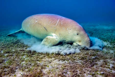 Dugong (Dugong dugon) eating sea grass from sea floor near Marsa Alam, Red Sea, in Egypt.の写真素材