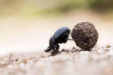 Scarabaeus sacer - Sacred scarab, France (Corsica), image. Macro images of an insect.