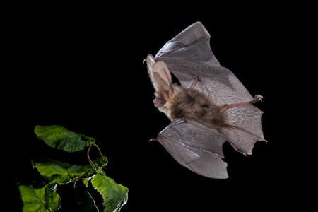 Common long-eared bat flying, Brown long-eared bat flying