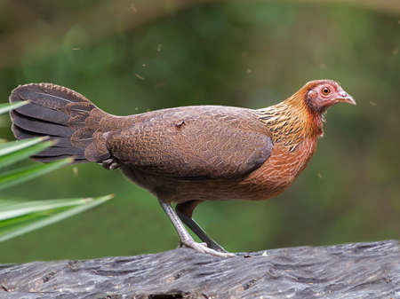 Female Red Junglefowl, Gallus gallus gallus, in Thailand.