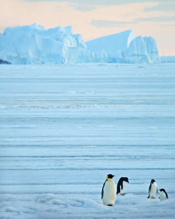 Adult Emperor Penguin, Aptenodytes forsteri, in Antarctica. One standing in blue ice landscape with three Adelie Penguins.の写真素材