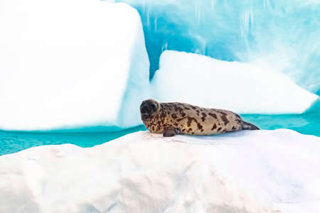 Female Hooded Seal lingered on an ice pack in the middle of the Greenland Sea, Spitsbergen, arctic...