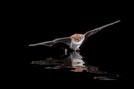 Daubenton's Bat (Myotis daubentonii) hunting across open water. Catching insects from the water...