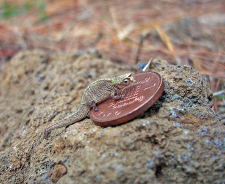 Madagascan Dwarf chameleon (Brookesia minima) or Minute Leaf Chameleon. Endemic to Nosy Be island in Madagascar. The second-smallest lizard.の写真素材
