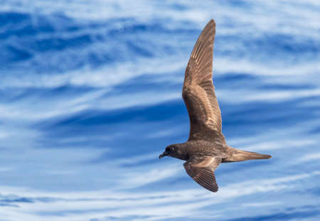 Bulwer's Petrel (Bulweria bulwerii) in flight over the Atlantic Ocean off Madeira island, Portugal.の写真素材