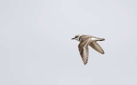 Kentish Plover, Charadrius alexandrinus, adult male in flight at RÃ¸mÃ¸, Denmark
