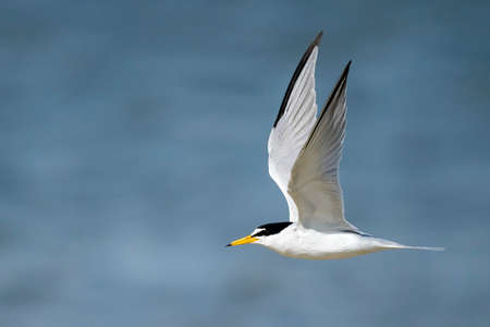 Adult Least Tern (Sternula antillarum) in breeding plumage in flight at the coast in Galveston...