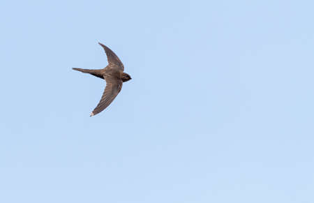 Plain Swift (Apus unicolor) in flight on island of Madeira.