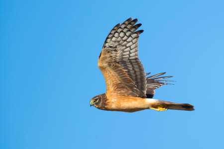 Immature Northern Harrier (Circus hudsonius) in flight during autumn in California, USA.の写真素材
