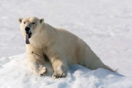 Polar Bear (Ursus maritimus) resting on snow bank oo Svalbard, arctic Norway. Giving huge yawn and showing its large tongue.の写真素材
