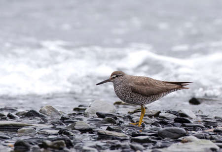 Adult Wandering Tattler (Tringa incana) in breeding plumage on a rocky beach in Alaska, USAの写真素材