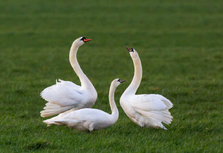 Male and female Mute Swan (Cygnus olor) preparing for new breeding season while young (Polish morph) from last year is watching.の写真素材