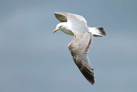 Second summer European Herring Gull (Larus argentatus) at the Dutch coast, during early summer. In...