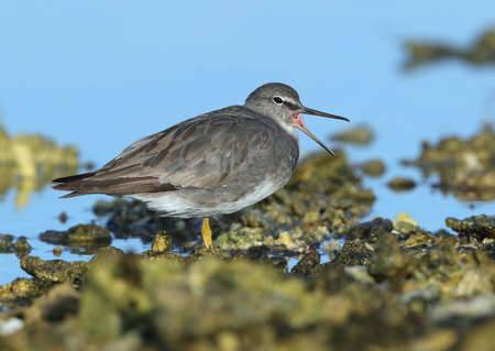 Wandering Tattler (Tringa incana) wintering at Lady Elliot Island, Queensland, Australia.