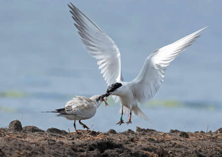 Juvenile Gull-billed Tern (Gelochelidon nilotica) fed by its parent during late summer in Netherlands. Breeding birds from further north staging on Dutch induated buld fields.の写真素材