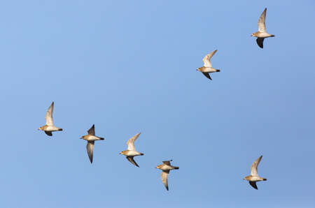 European Golden Plovers (Pluvialis apricaria) flying in the early morning winter sun to their...