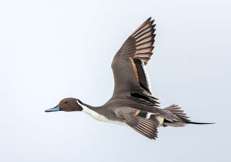 Wintering Northern Pintail (Anas acuta) along the coast of Hokkaido in Japan. Male in flight, seen from the side.の写真素材