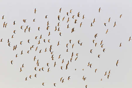 Huge flock of wintering Collared Pratincoles (Glareola pratincola) in flight in the Gambia. Flying...