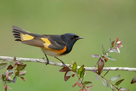 Adult male American Redstart (Setophaga ruticilla) perched on a branch in Galveston County, Texas,...