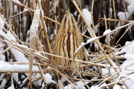 Great Bittern (Botaurus stellaris) wintering in the nature reserve Oostvaardersplassen in the...