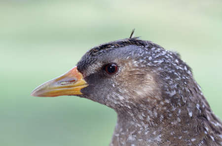 Closeup of the head of a Spotted Crake (Porzana porzana) during autumn migration.の写真素材